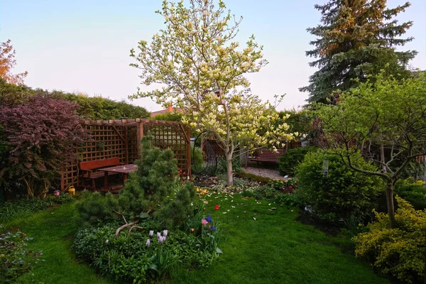 Sarı manolya ve baharda bahçede ahşap bir çardak.