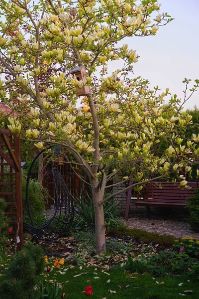 Yellow Flowering Magnolia Spring Garden — Stock Photo, Image
