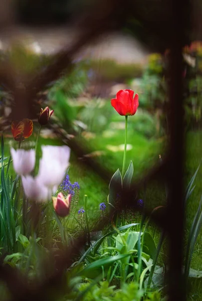 Egy Csoport Különböző Színű Tulipán Tavasszal Kertben — Stock Fotó