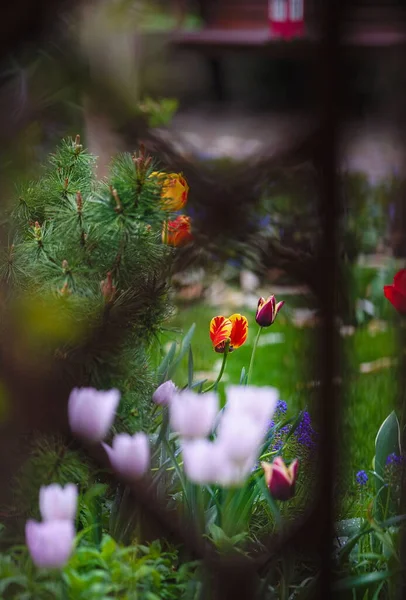 Grupo Tulipas Cores Diferentes Primavera Jardim — Fotografia de Stock