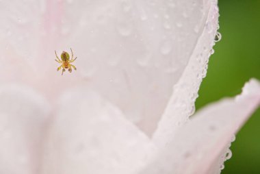Lale yaprağının üzerinde küçük bir örümcek.