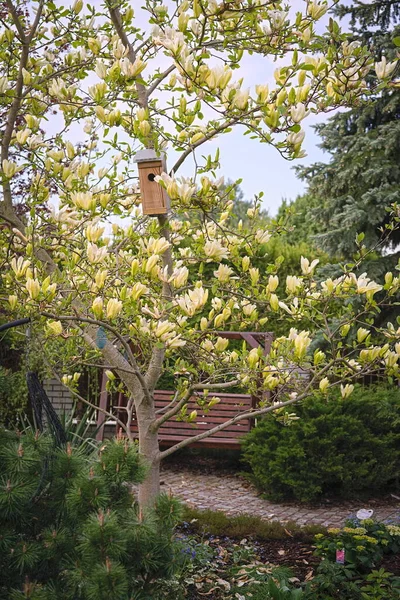 Yellow Large Magnolia Garden Spring — Stock Photo, Image