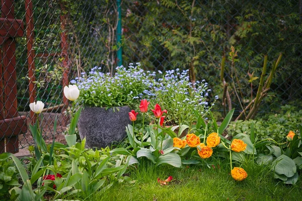 Composition Spring Flowers Garden — Stockfoto