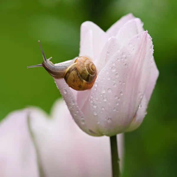 Snigel Tulpanblomman Täckt Med Droppar Vatten — Stockfoto