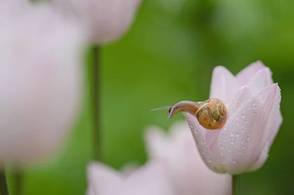 Snail Flower Tulip Covered Drops Water — Stock fotografie