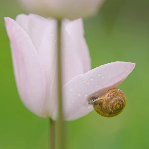Snail Flower Tulip Covered Drops Water — Foto de Stock