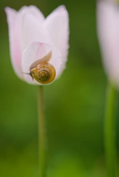 Snail Flower Tulip Covered Drops Water — Stock fotografie