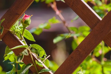 Bahçedeki küçük pembe bir gülün çiçeği