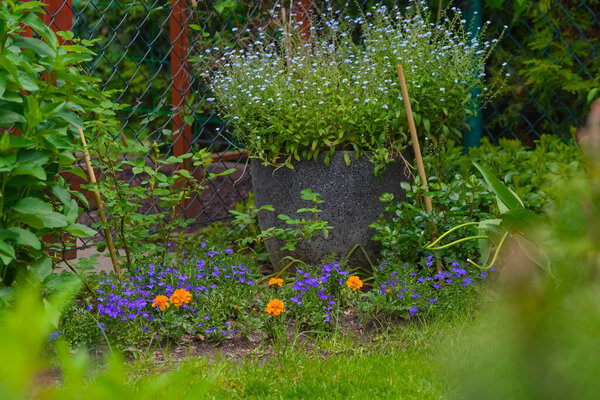 Состав из маленьких голубых и желтых цветов в саду