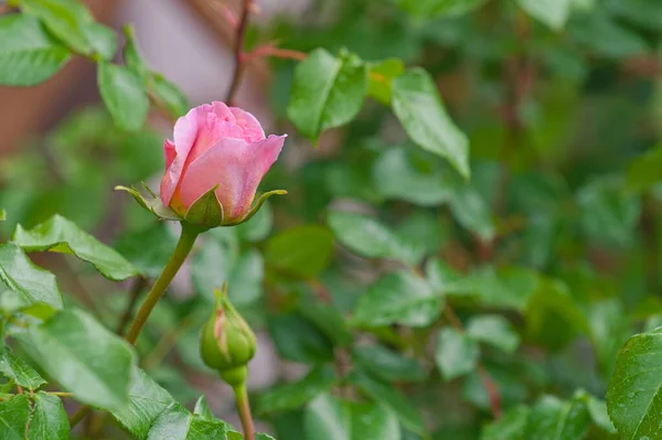 花园里一朵粉红色的小玫瑰 — 图库照片
