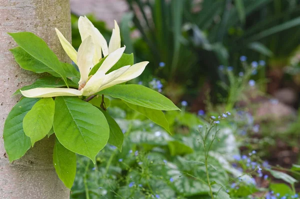 Velký Bílý Květ Magnólie Který Roste Přímo Kmene — Stock fotografie