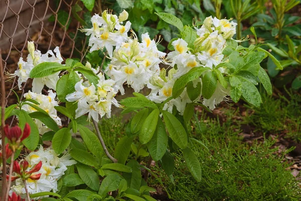 Azalea Arbuste Recouvert Fleurs Blanches — Photo