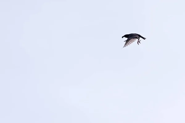 Starling Letu Proti Jasné Obloze — Stock fotografie