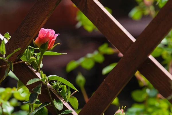Νεαρό Μπουμπούκι Τριαντάφυλλου Μια Ξύλινη Πέργκολα — Φωτογραφία Αρχείου