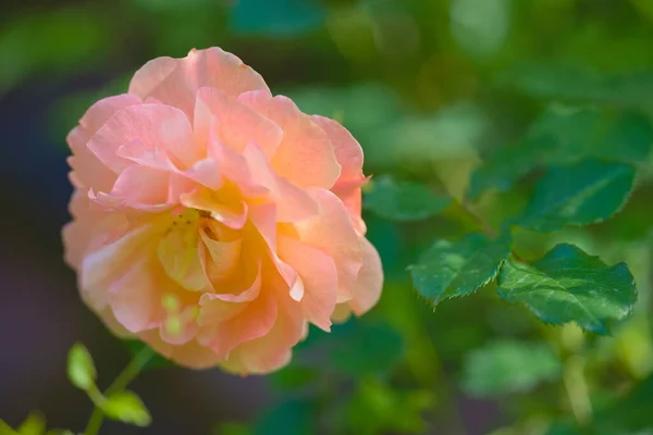 Odrůda Rose Westerland Zahradě — Stock fotografie