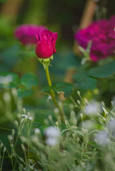 玫瑰莎士比亚花园里各种各样的植物 — 图库照片