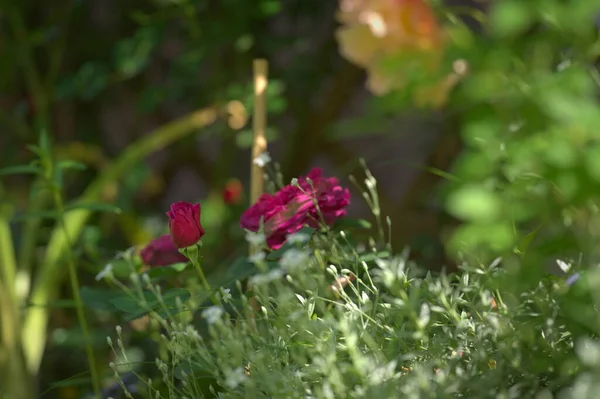 Rose William Shakespeare Odrůda Zahradě — Stock fotografie