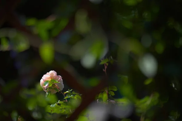 Flor Branca Diferente Fundo Pérgula Jardim — Fotografia de Stock
