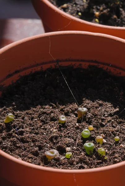 Seedlings Vivos Pedra Lithops Potenciômetro — Fotografia de Stock