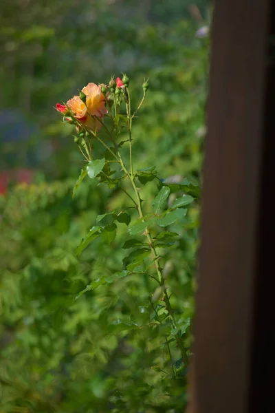 园中的玫瑰西域品种 — 图库照片
