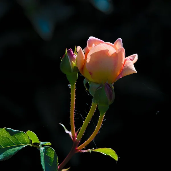 玫瑰玛丽居里花园里的品种繁多 — 图库照片