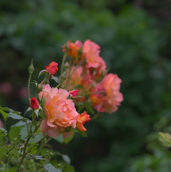 园中的玫瑰西域品种 — 图库照片