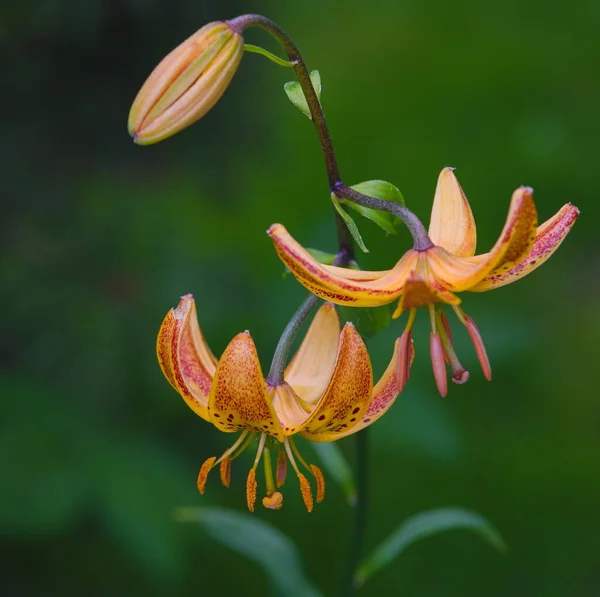 Blommor Tigerlilja Trädgården — Stockfoto