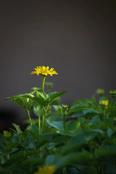 Flor Olho Boi Áspero Heliopsis Helianthoides Jardim — Fotografia de Stock