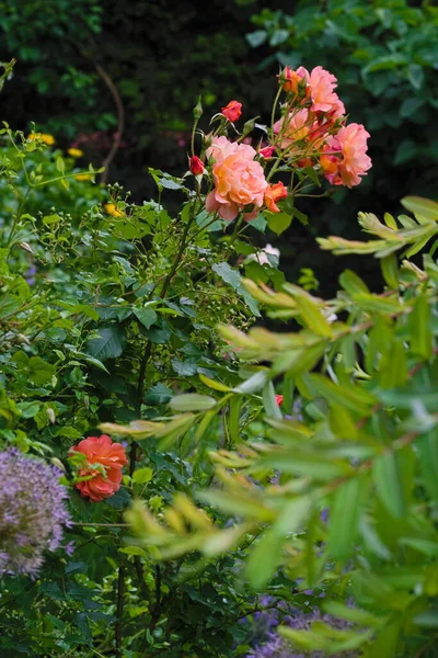 Odrůda Rose Westerland Zahradě — Stock fotografie