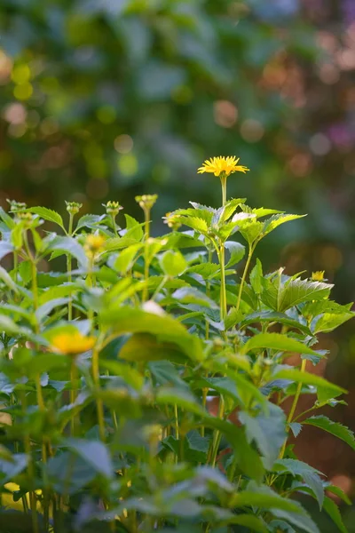 Flower Rough Oxeye Heliopsis Helianthoides Garden — Stock Photo, Image