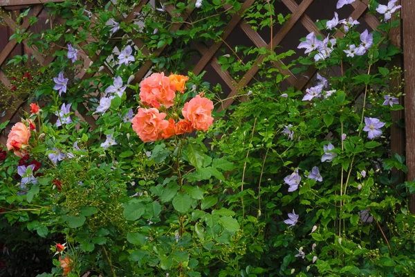 Oranžové Růže Modrý Klematis Pergolě — Stock fotografie