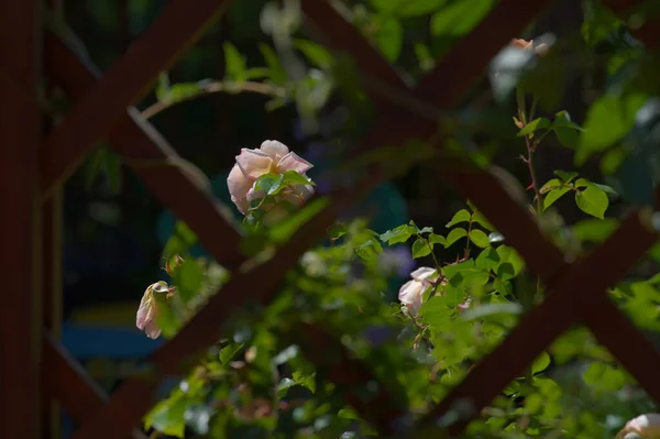 Rózsa Virág Által Látott Pergola Kertben — Stock Fotó