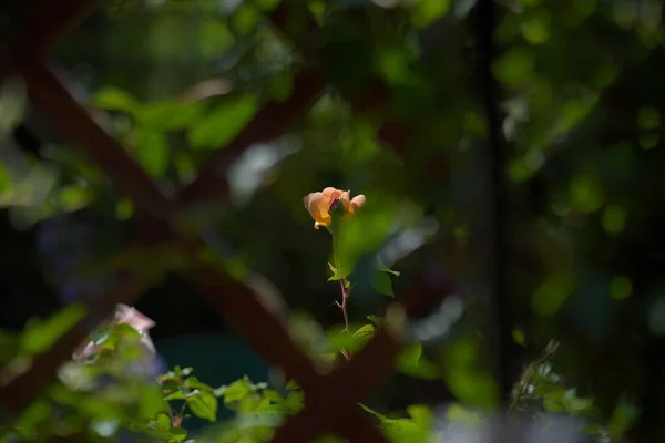 Flor Rosa Vista Pela Pérgola Jardim — Fotografia de Stock