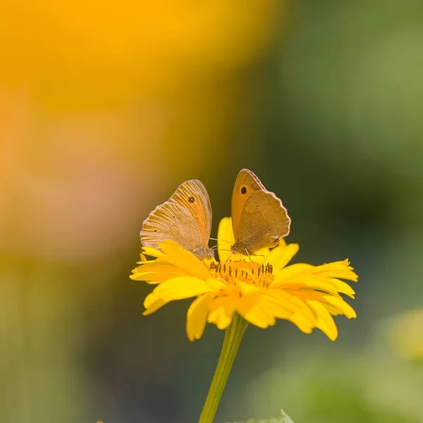 Butterfly Meadow Brown Ένα Κίτρινο Λουλούδι Στον Κήπο Καλοκαίρι — Φωτογραφία Αρχείου