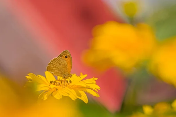 Mariposa Meadow Brown Una Flor Amarilla Jardín Verano —  Fotos de Stock