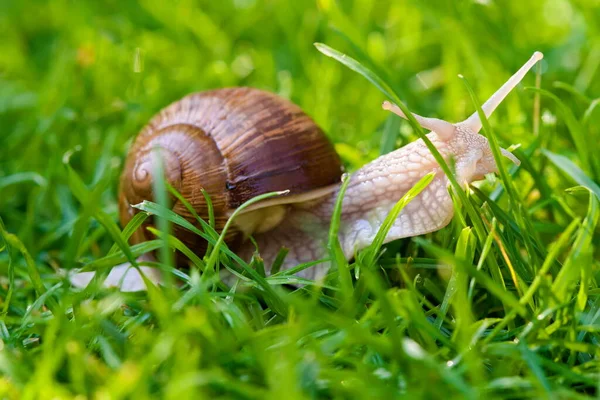 Vineyard Snail Crawl Grass — Stockfoto