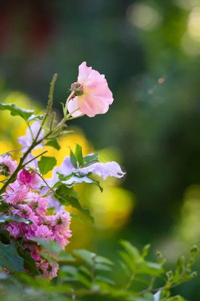 Kvetoucí Růže Klematiny Zahradě — Stock fotografie