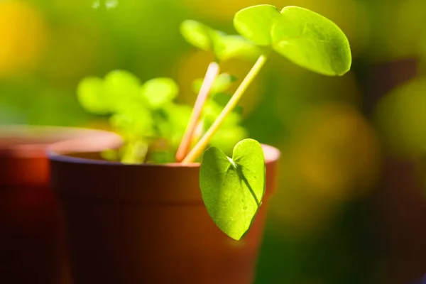 Jovens Plantas Pote — Fotografia de Stock