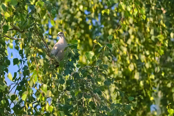 Gołąb Ukryty Gałęziach Wierzby — Zdjęcie stockowe