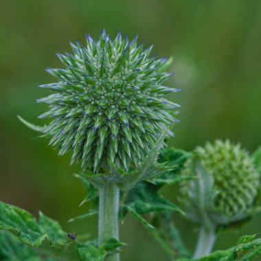 Yazın çayırda dönen çiçeğin makrosu