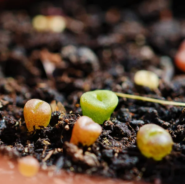 Jovem Pedra Viva Lithops Pote — Fotografia de Stock