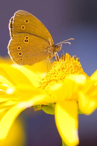 Ringlet Pillangó Egy Napraforgó Kertben Nyáron — Stock Fotó