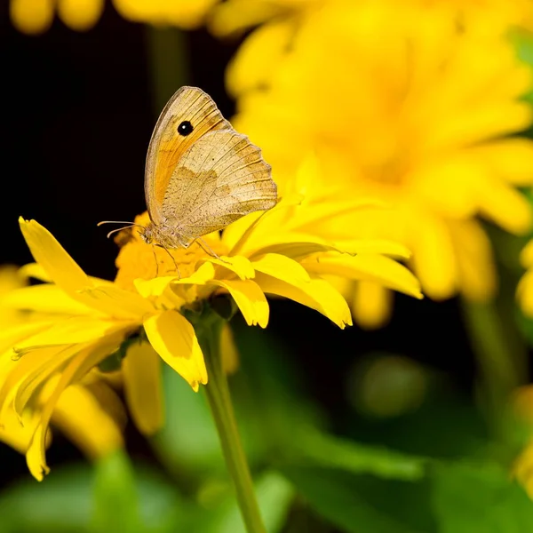 Meadow Brown Pillangó Napraforgó Kertben Nyáron — Stock Fotó