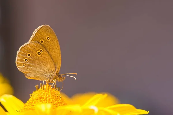 Бабочка Подсолнухе Саду Летом — стоковое фото