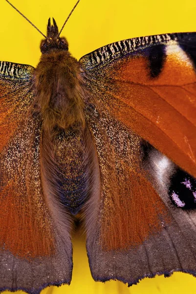 Macrophotographie Des Ailes Papillon — Photo