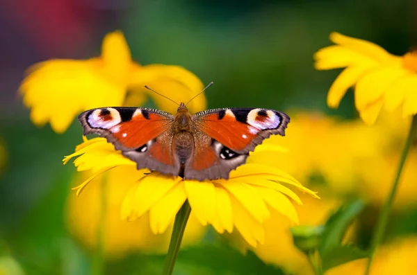 Peacock Butterfly Yellow Flower Garden — ストック写真