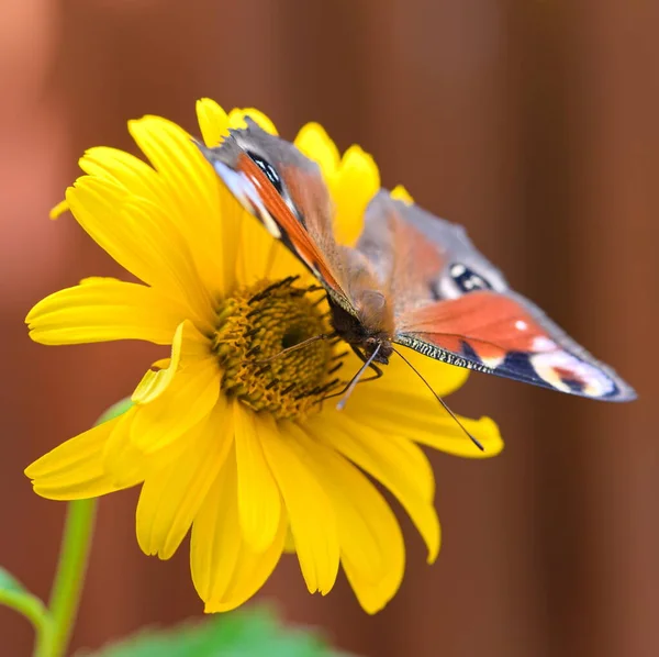 Peacock Butterfly Yellow Flower Garden — Stock Fotó