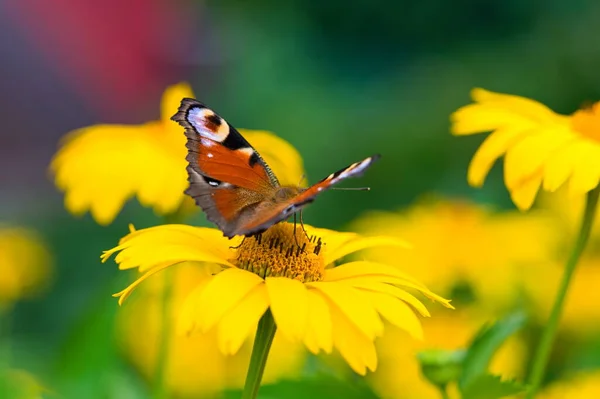 Πεταλούδα Παγώνι Κίτρινο Λουλούδι Στον Κήπο — Φωτογραφία Αρχείου