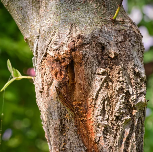 A hole in the bark of the tree made by pests