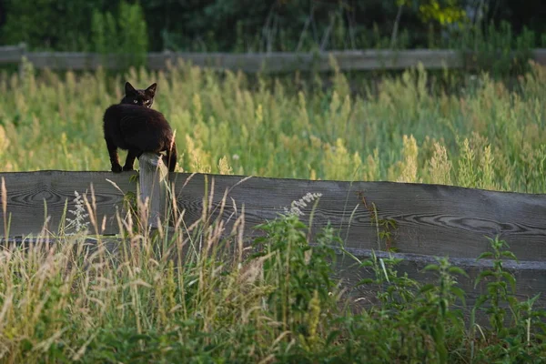 乡村草地上的黑猫 — 图库照片